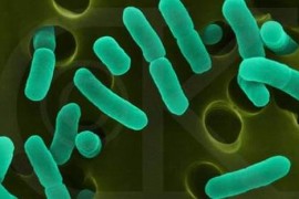 Epidemia de E.coli e provocata de o tulpina nemaiintalnita pana acum!