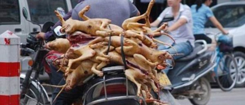 15 000 de caini au fost sacrificati pentru un festival gastronomic in China!
