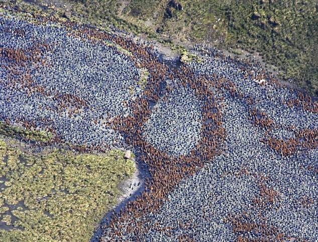 Pinguinii din South Georgia au cele mai mari Pinguinii din South Georgia au cele mai mari
