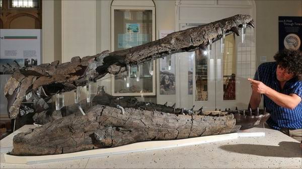 Craniul unuia dintre cei mai inspaimantatori monstri marini - expus la muzeul din Dorset!