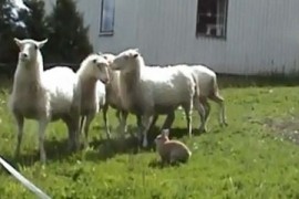 Cunoasteti-l pe Champis, iepurele care are grija de oi mai ceva ca un ciobanesc! (VIDEO)