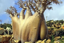 Insula Socotra gazduieste specii de plante vechi de acum 20 de milioane de ani!