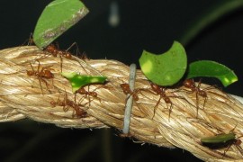 Ce fac furnicile cu frunzele pe care le cara?