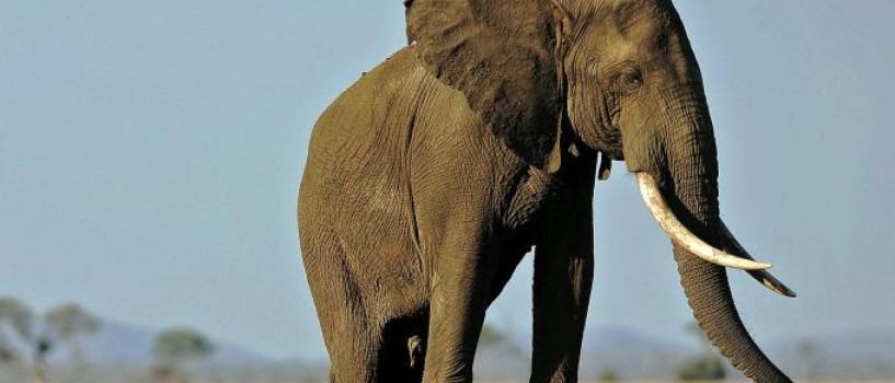 VIDEO: Un elefant de la zoo a ucis o fetita aruncandu-i cu o piatra in cap!