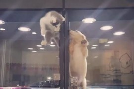 VIDEO: Iata ce se intampla cand o pisicuta vrea sa se joace cu un catelus…