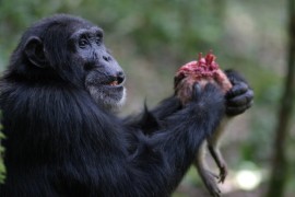 Armata cimpanzeilor, un documentar eveniment la Discovery Channel!