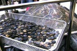 Testoasa “banca” care a inghitit 5 kg de monede a murit de septicemie!