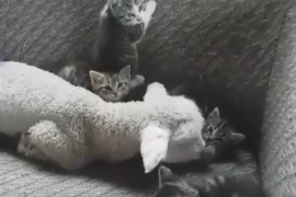 VIDEO: O prietenie inedita s-a legat intre un miel si… niste pisicute