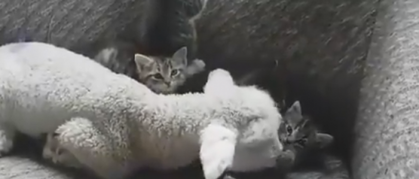 VIDEO: O prietenie inedita s-a legat intre un miel si… niste pisicute