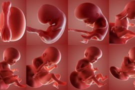 Ce face un bebelus in burta mamei de la stadiul de embrion si pana e gata sa se nasca?